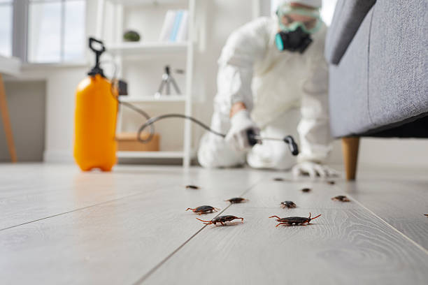 Affordable Termite Control solutions in Hallowell, ME